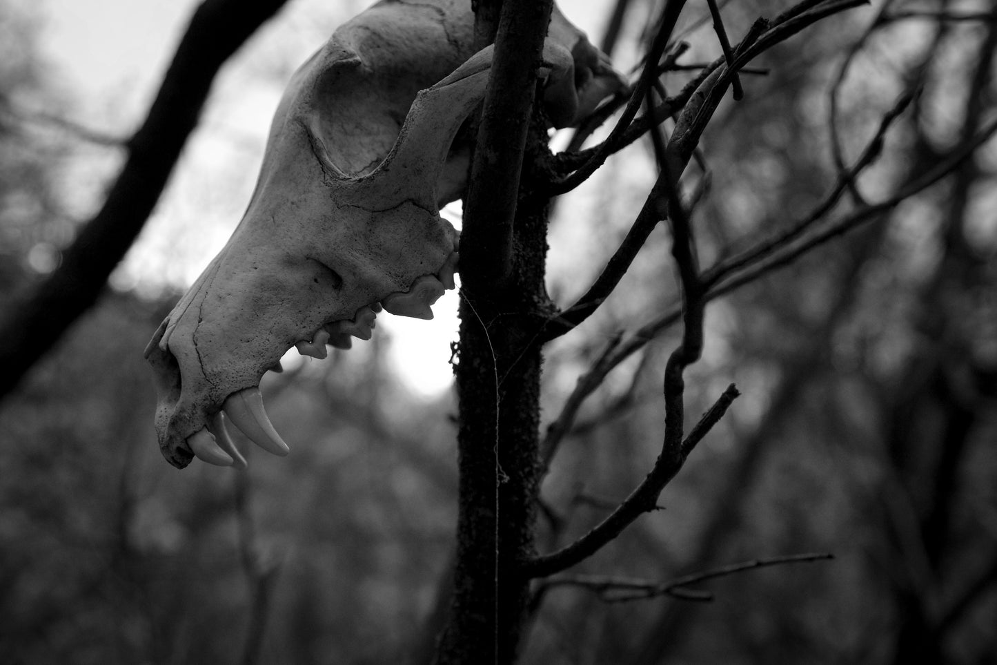 Predator and Prey